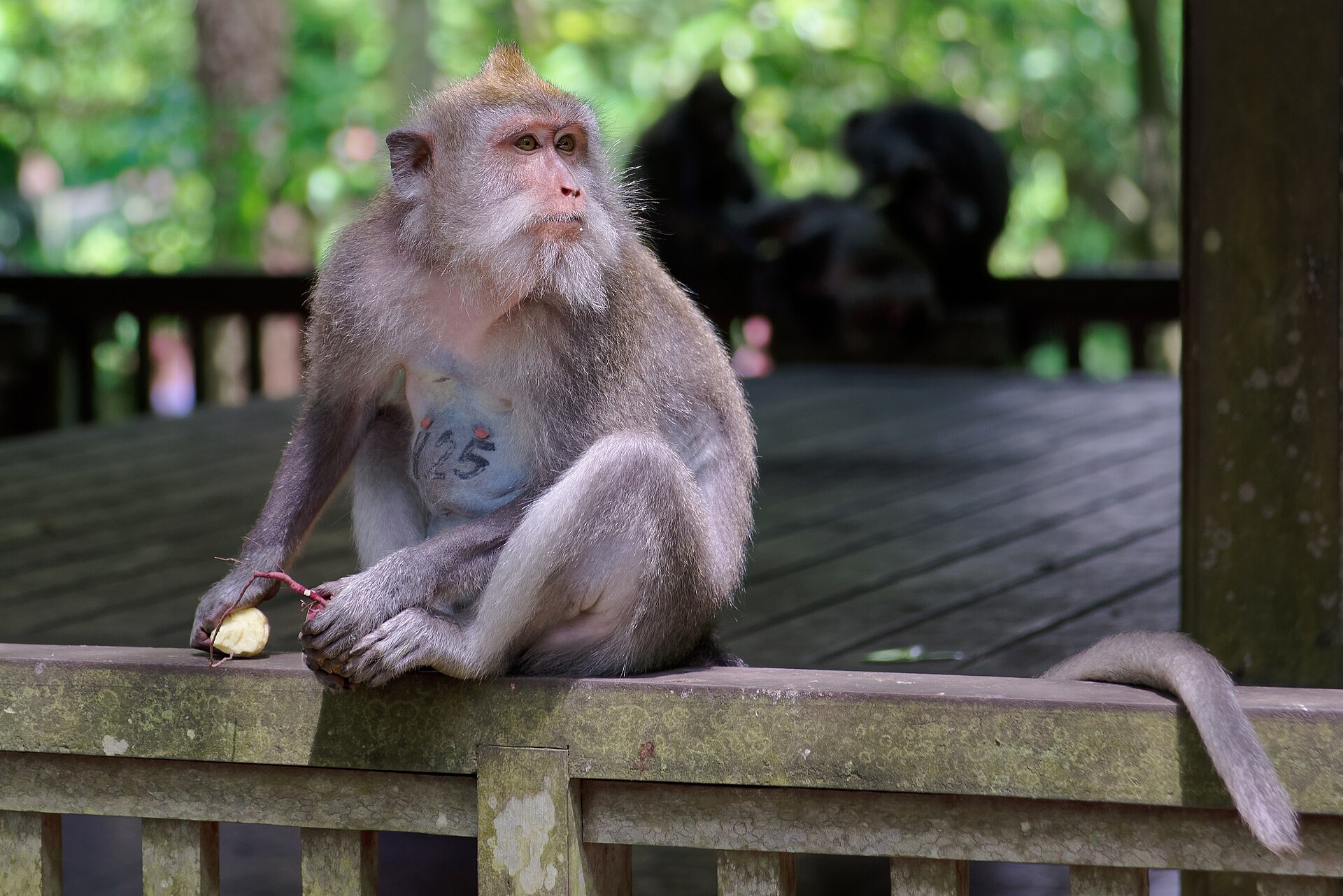 Långstjärtad makak på ett räcke i apskogen i Ubud