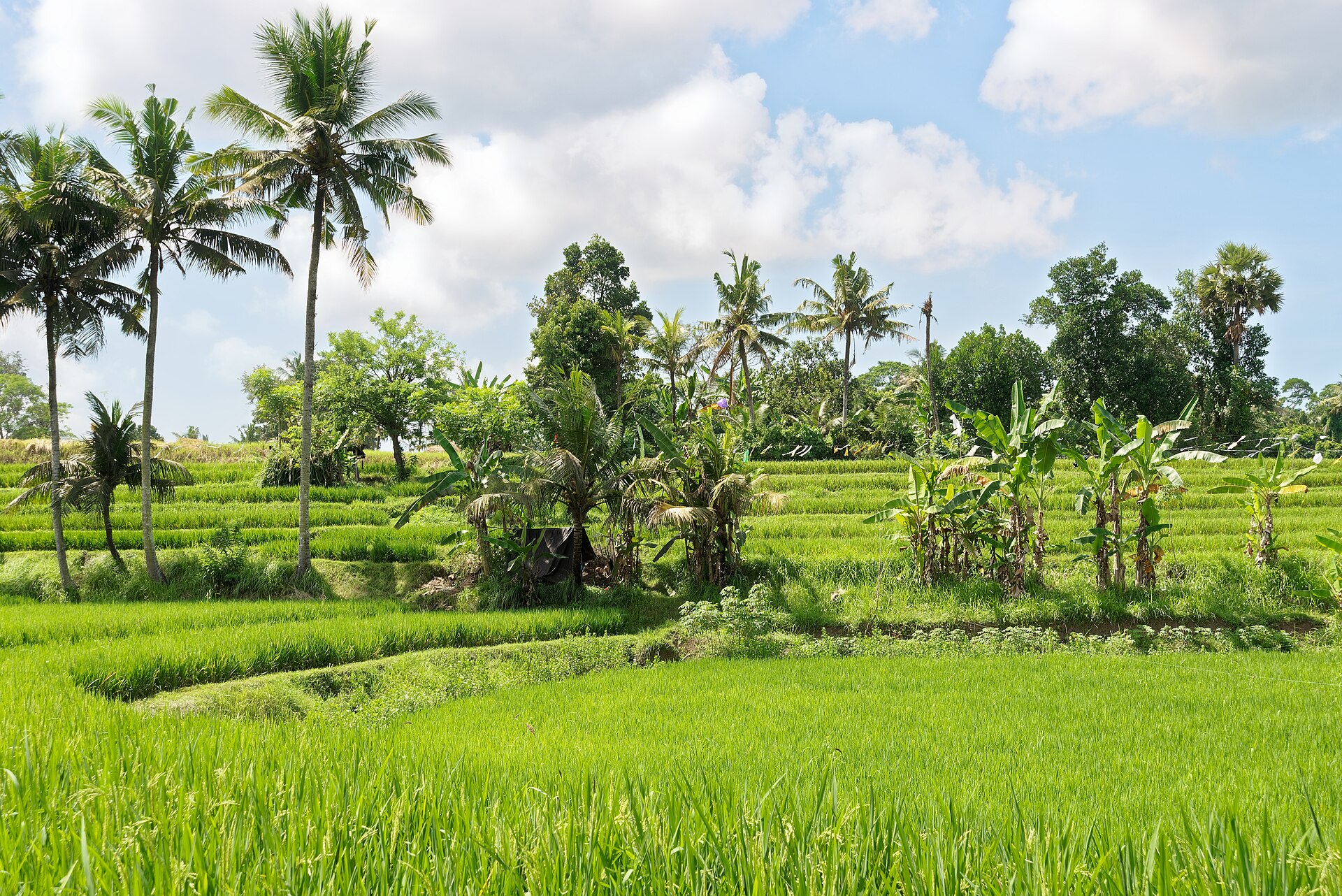 Gröna risfält i Bedulu nära Ubud