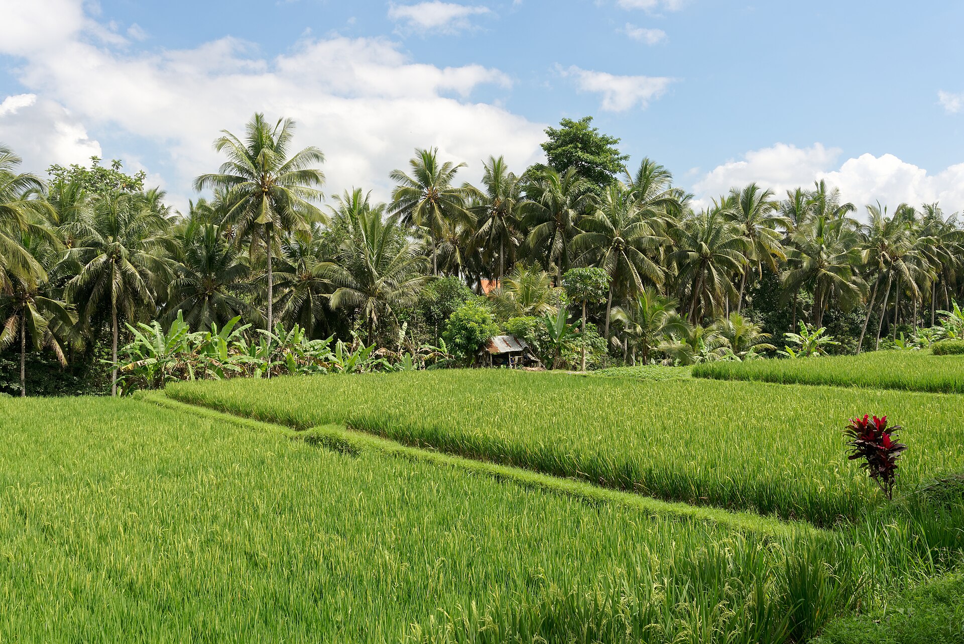 Risfält och palmer i Ubud