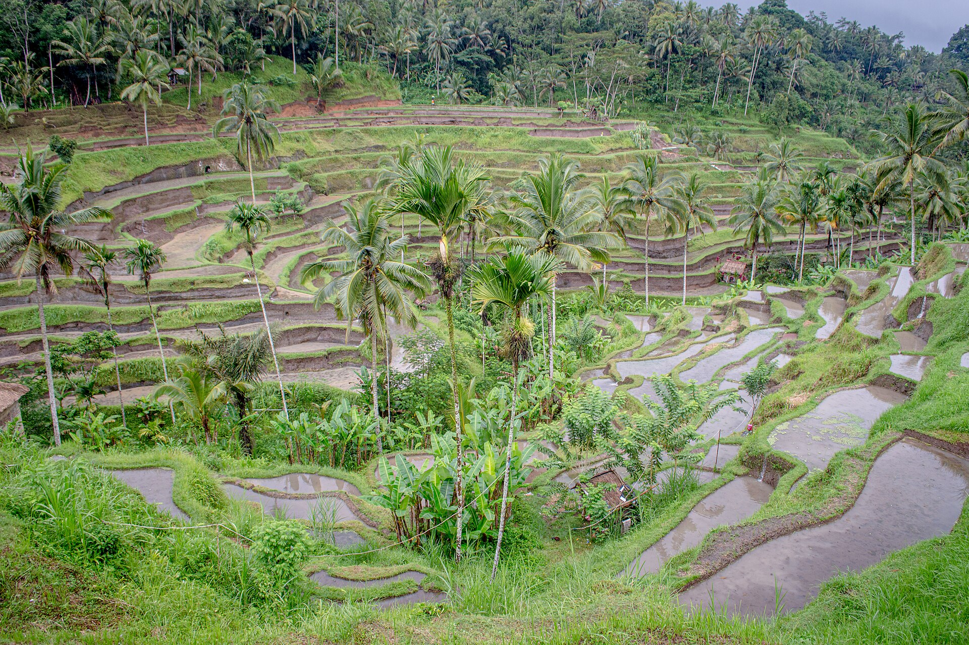 Risterrasserna i Tegallalang norr om Ubud